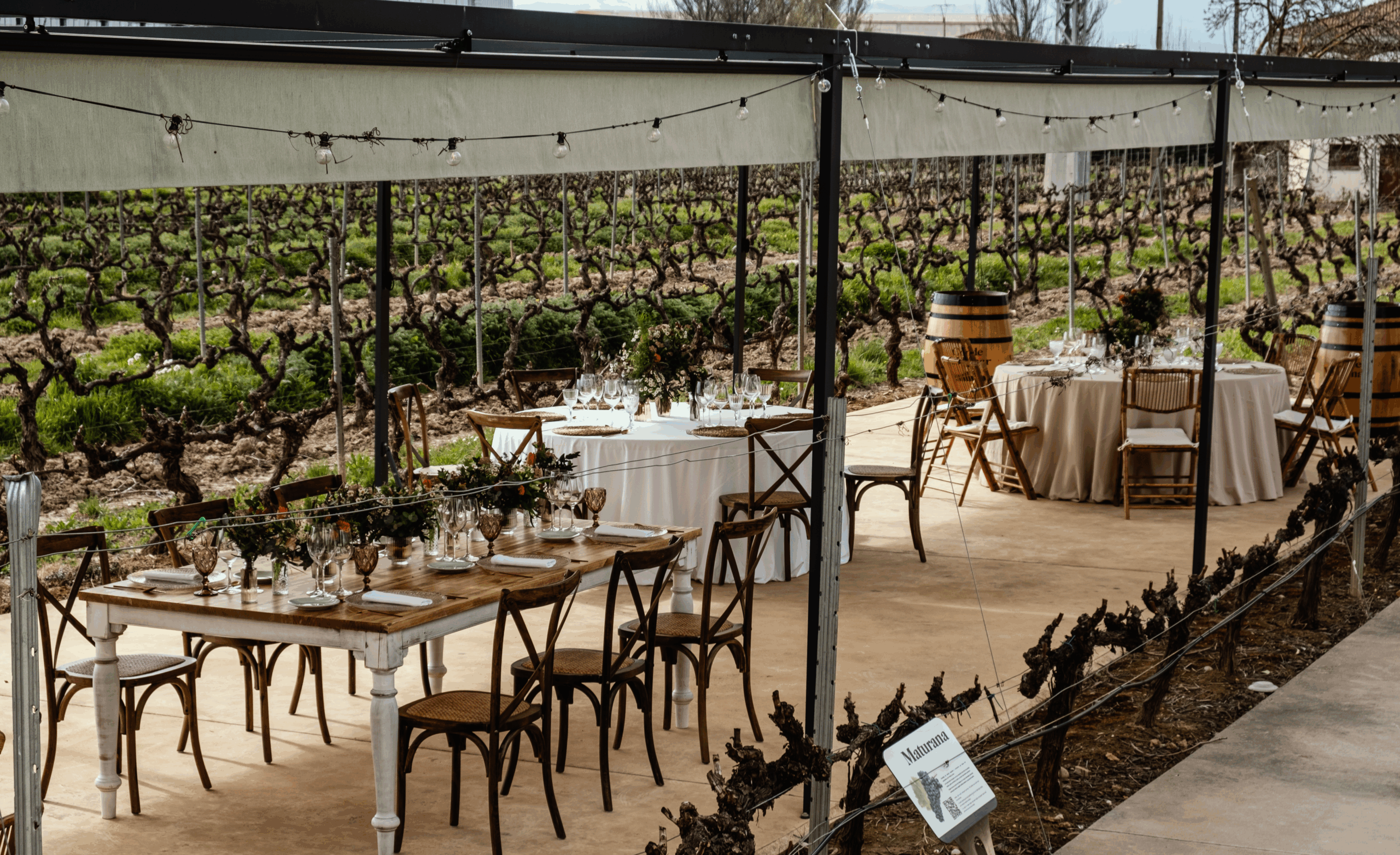 Terraza entreviñedos